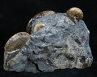 Beautiful Multi-Ammonite Display - South Dakota #2062-1